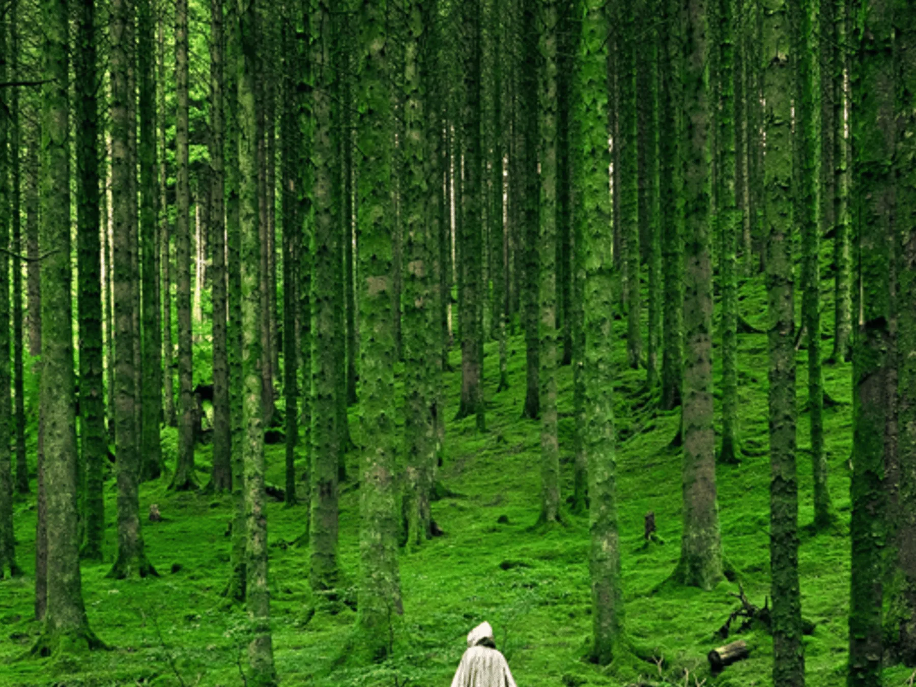 Test Redirects (dt) hero image